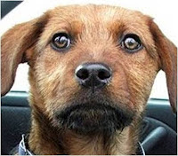 Dogs Against Romney nipping at candidate’s heels