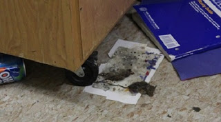 A stunning example of public – and charter — school mismanagement