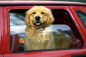 Could pets become part of the distracted driving debate?
