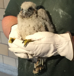 Hackel names Macomb County’s three new Pergrine Falcons