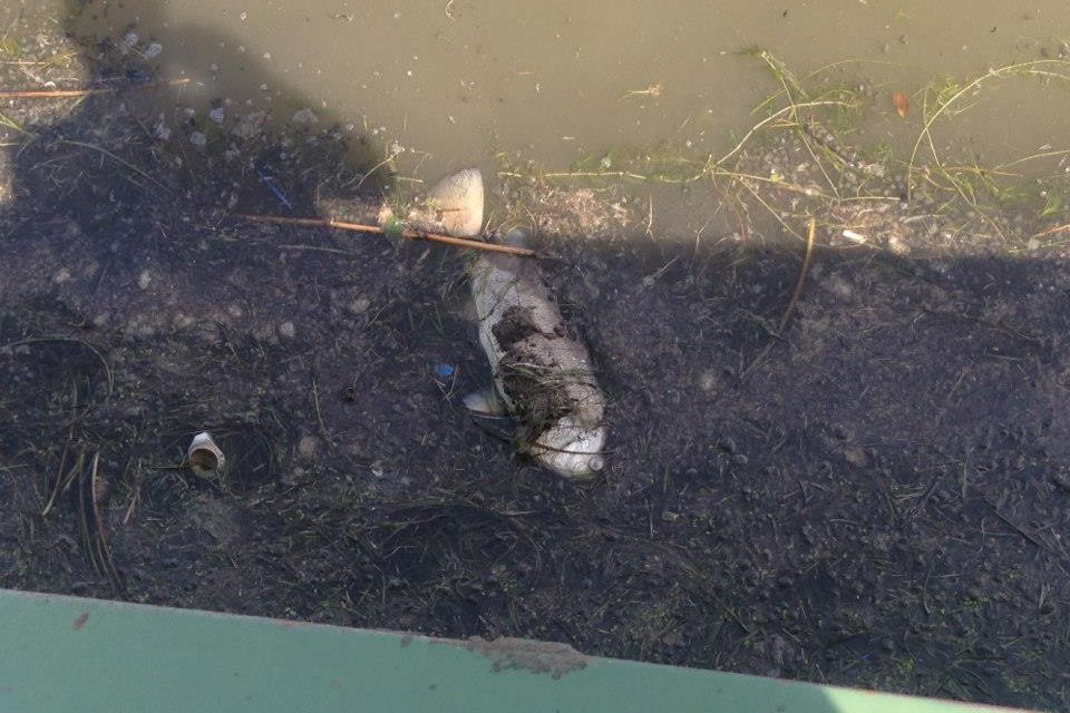 Group blasts DEQ for saying ‘gross’ pollution in Lake St. Clair is safe