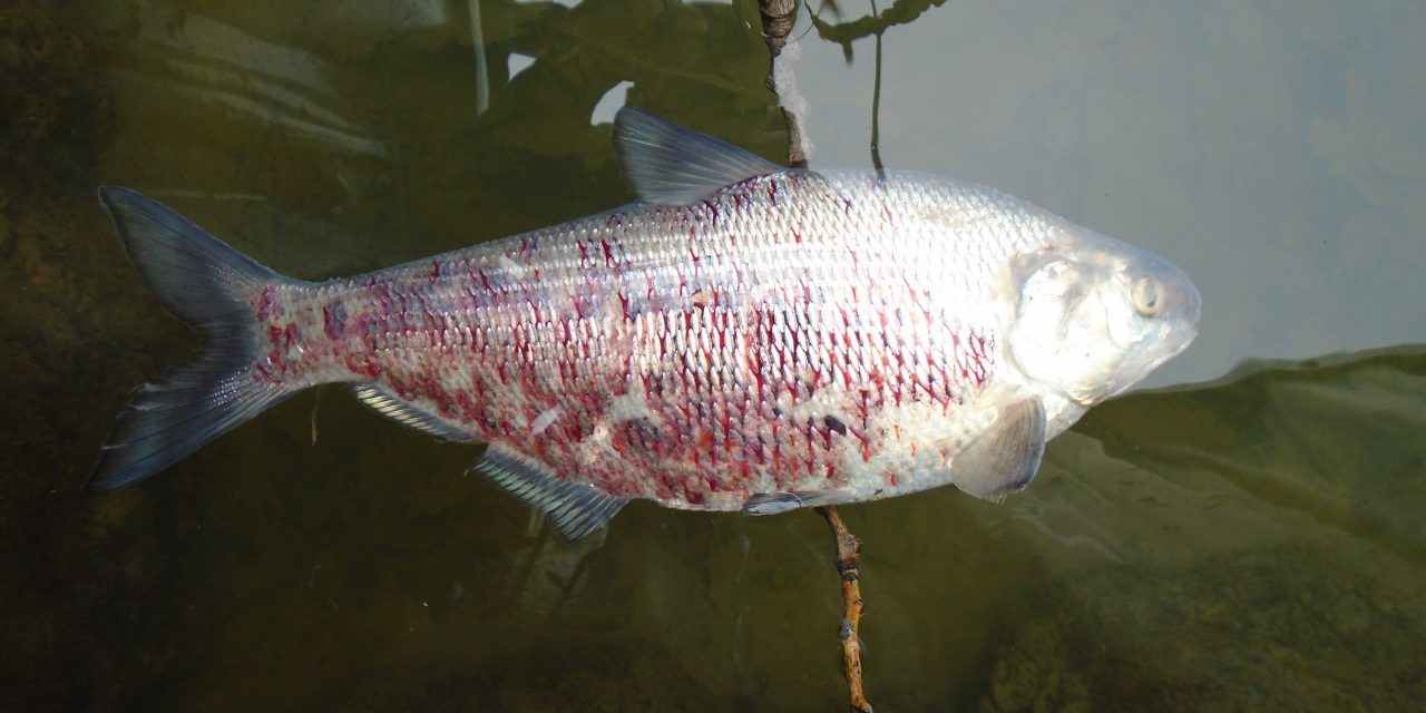 DNR seeks public help in containing deadly fish virus outbreak