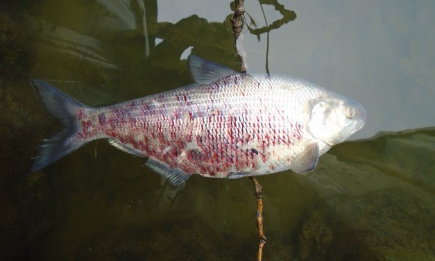 DNR seeks public help in containing deadly fish virus outbreak