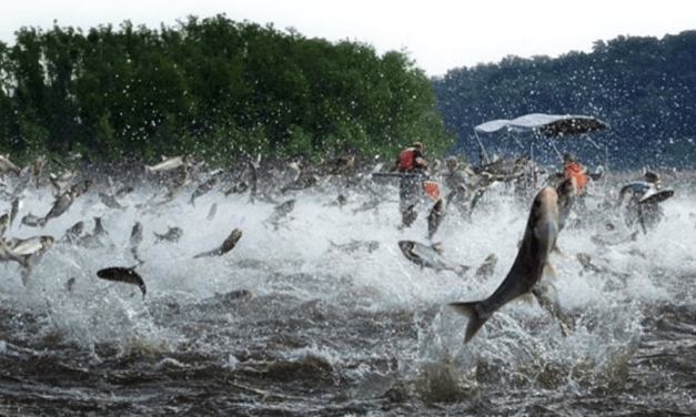 Saving Great Lakes from invasive species: Public, 350 ideas, Legislature, one bad idea