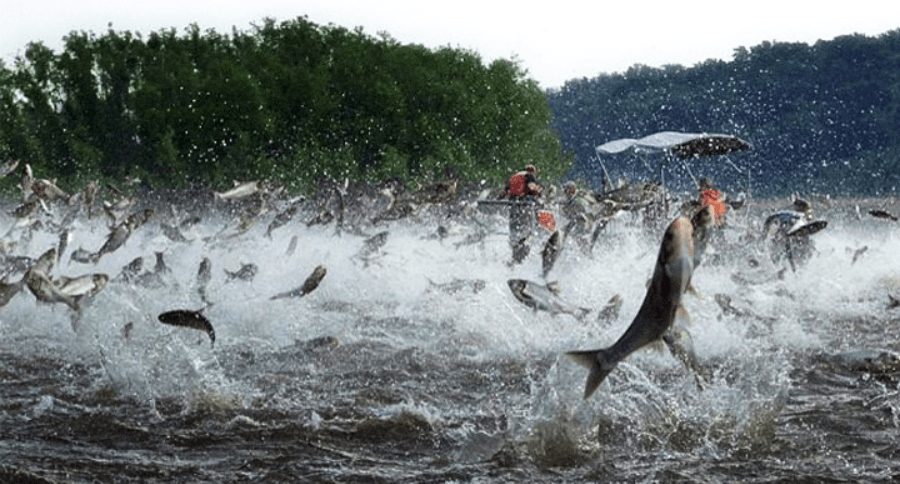 Saving Great Lakes from invasive species: Public, 350 ideas, Legislature, one bad idea