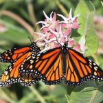 Candice Miller’s focus turns from fighter jets to endangered butterflies Candice Miller’s focus turns from fighter jets to endangered butterflies