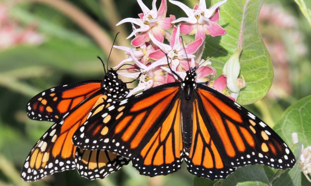 Candice Miller’s focus turns from fighter jets to endangered butterflies